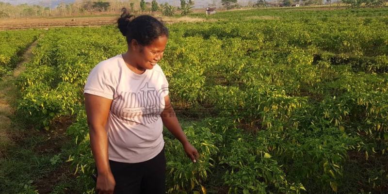 Agrikultór sira preokupa ho ai-manas importadu ilegál ne’ebé domina merkadu Maliana