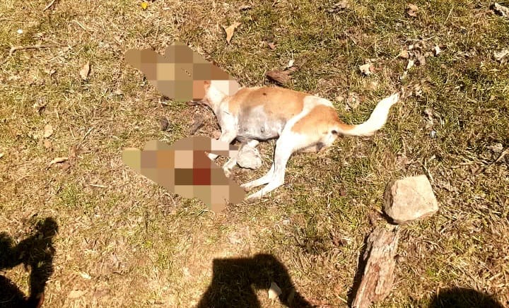 Kazu Raiva iha Vikeke sa’e ona bá 24, Autoridade Ahik husu Diresaun Veterinária halo intervensaun